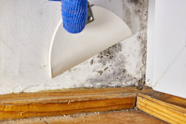 Best Industrial Mold Remediation  in Fort Washington, PA